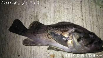 黒ソイ