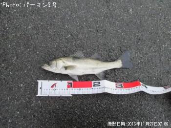 シーバス