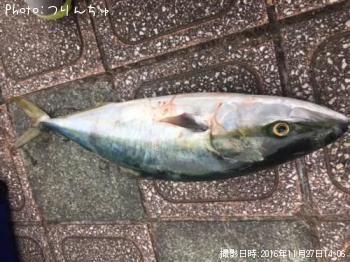ワラサ