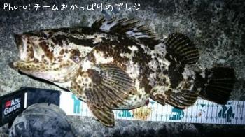 タケノコメバル