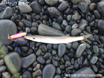カマス