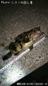 タケノコメバル