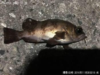 メバル