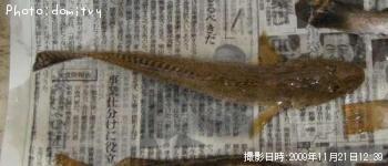 ハゼ