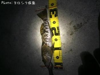 アイナメ