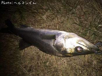 シーバス