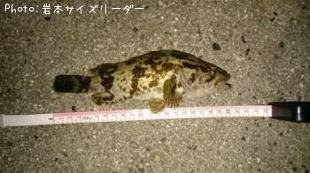 タケノコメバル