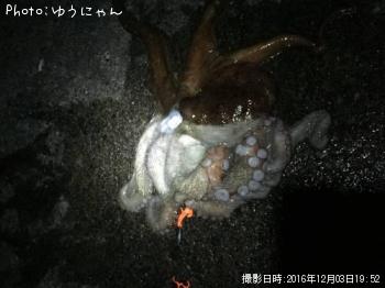タコ（）