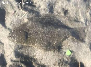 ヒラメ