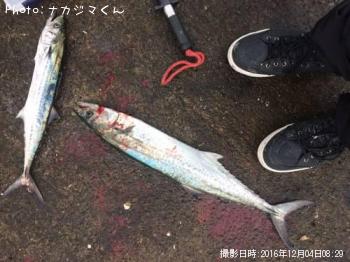 サワラ