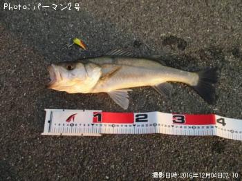 シーバス