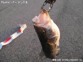 シーバス