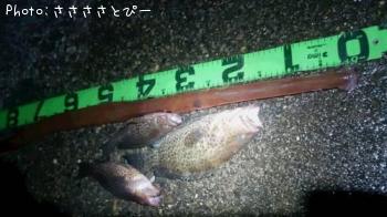 アカヤガラ＆ハタ
