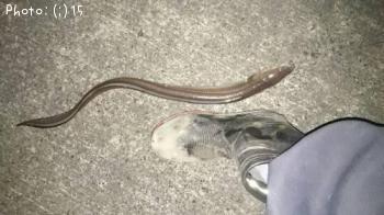 ʥ