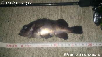 メバル