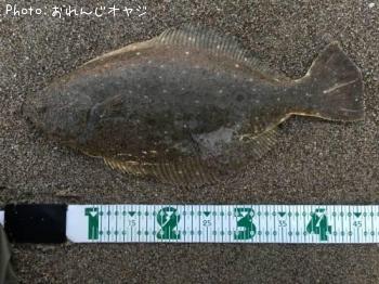 ヒラメ