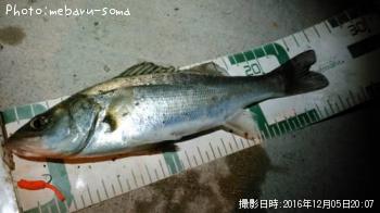 シーバス