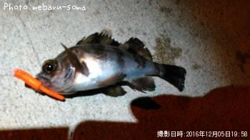 メバル
