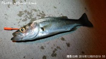 シーバス