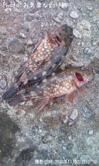 饫