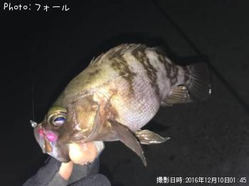 メバル