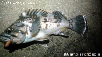 クロソイ