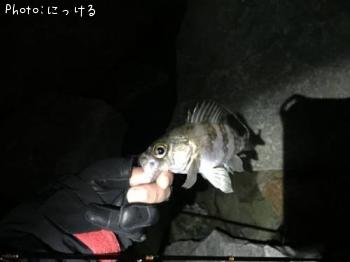 メバル