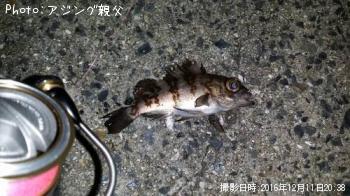 メバル