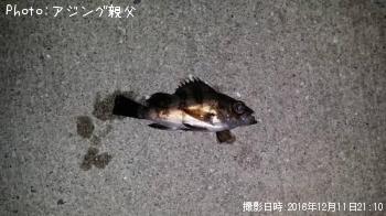 メバル