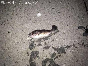 クロソイ