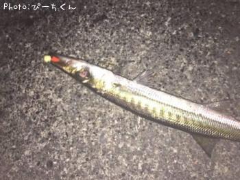 カマス