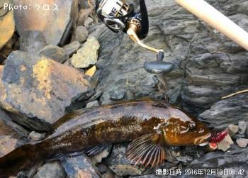 アイナメ