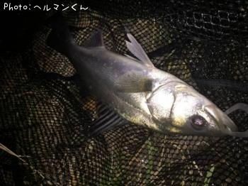 シーバス