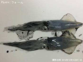 ヒイカ