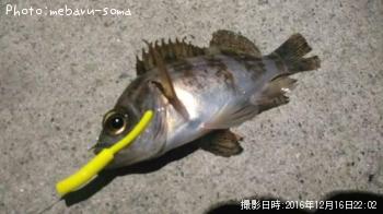 メバル