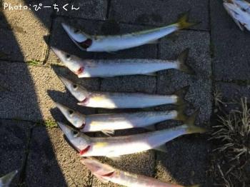 カマス