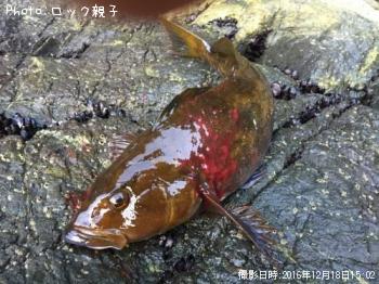 アイナメ