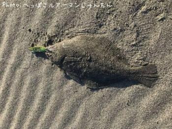 ヒラメ