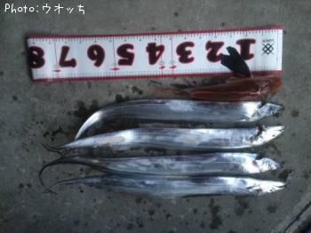 タチウオ