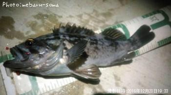 クロソイ