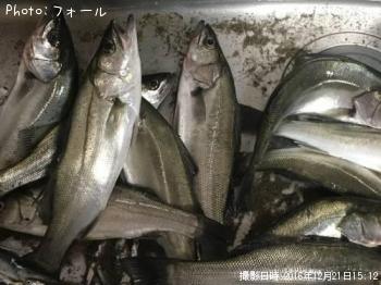 シーバス