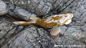 ʥ
