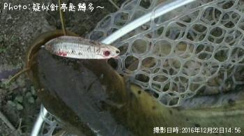 ナマズ