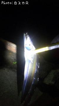 タチウオ