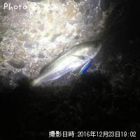 シーバス