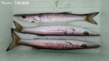 カマス