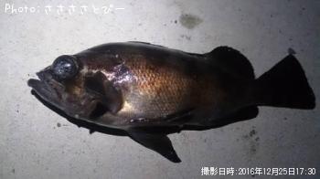 メバル