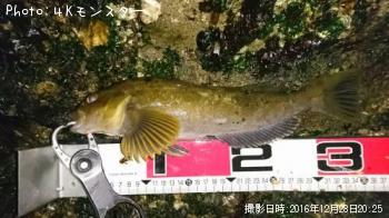 アイナメ
