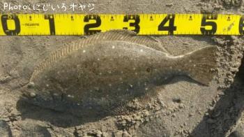 ヒラメ