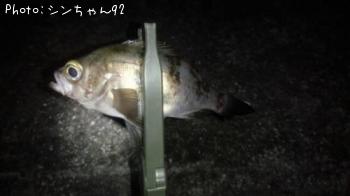 メバル